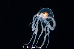 Wonderpus Octopus by Julian Hsu 
